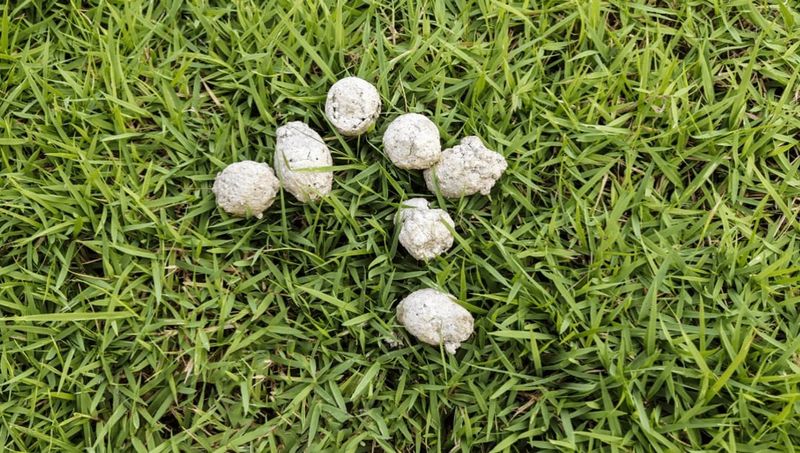 Pet Waste Left On The Grass Pet Waste Left On The Grass