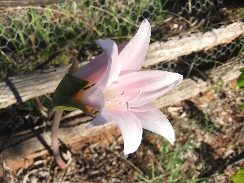 Petals Fade Within Just Days