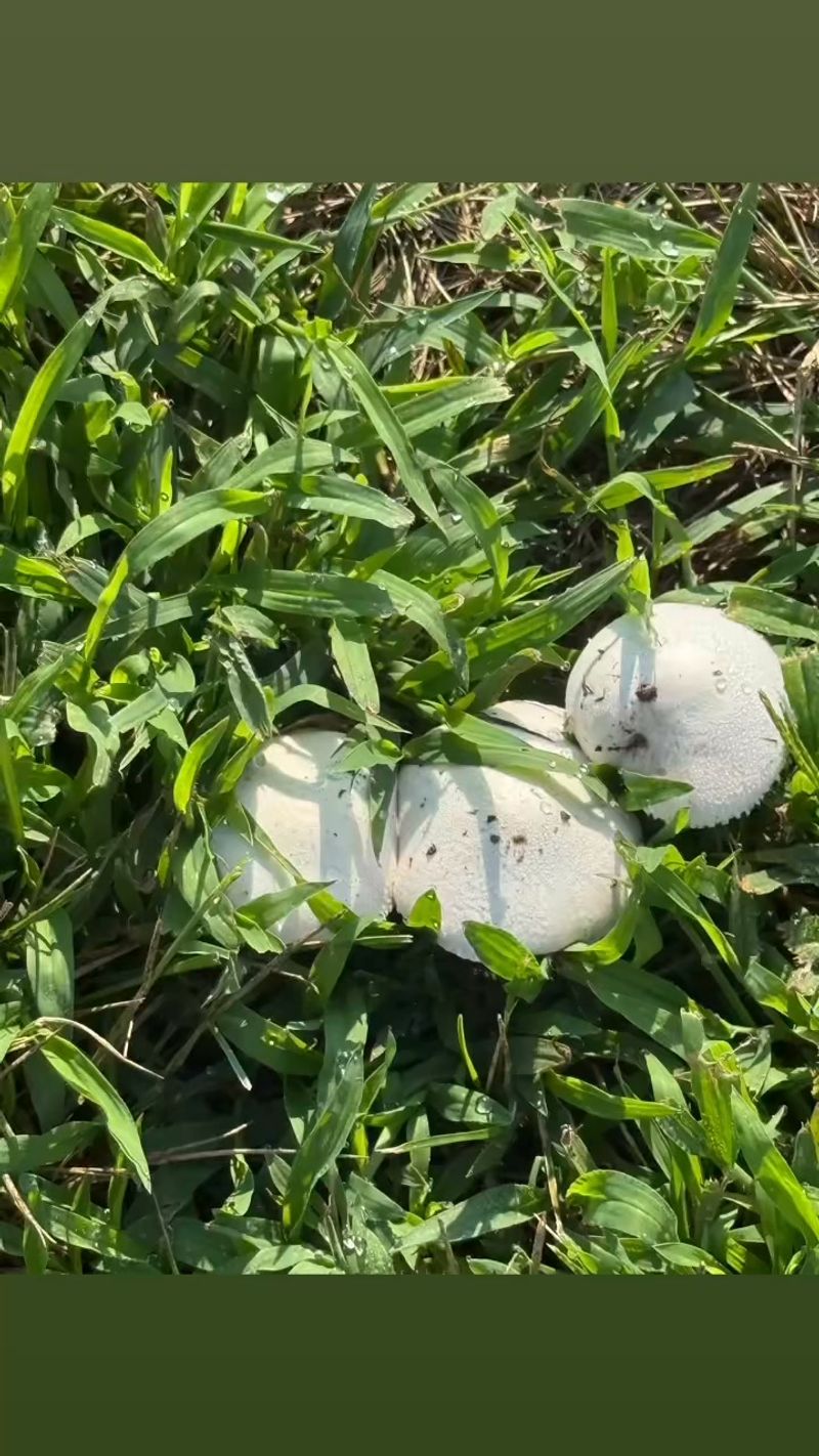 Pets And Kids Need Watching When Toadstools Appear