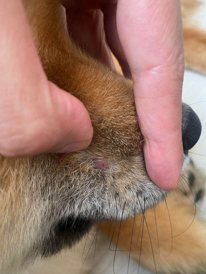 Pets Bring Ticks Closer To The Family