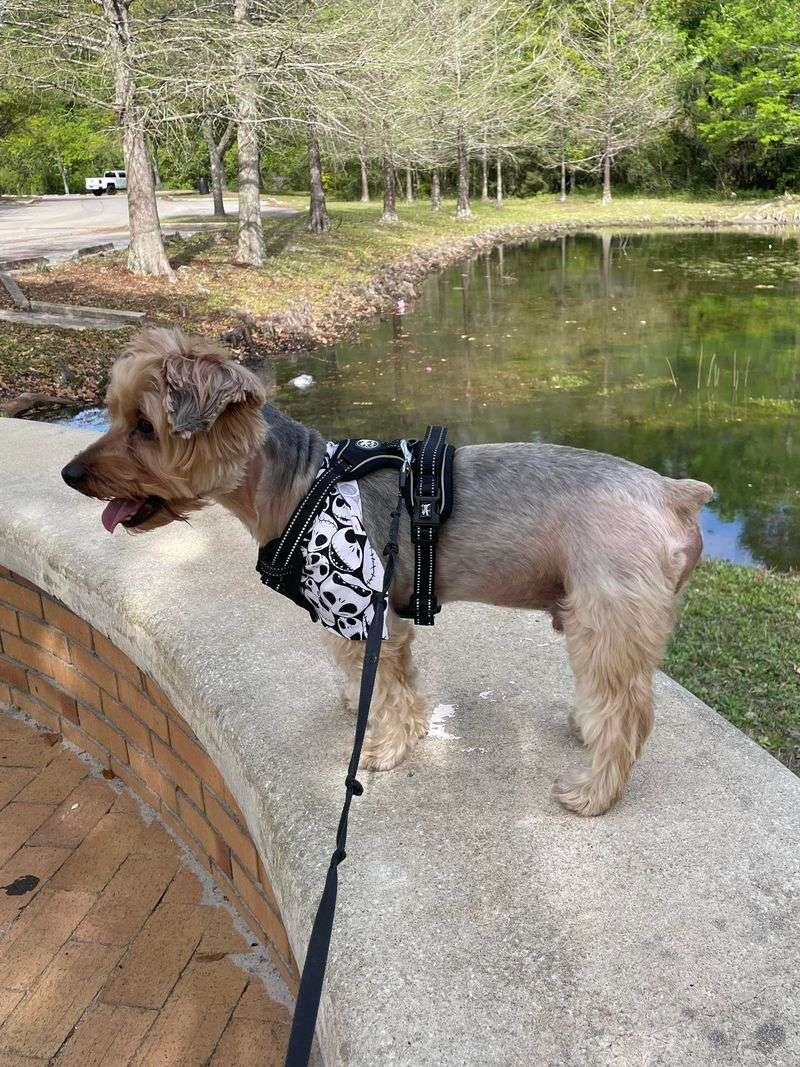 Pets Near The Water Raise The Stakes Immediately