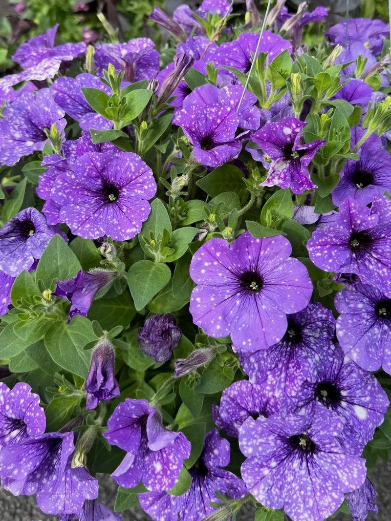 Petunias Keeping Pots Colorful Through Summer Petunias Keeping Pots Colorful Through Summer