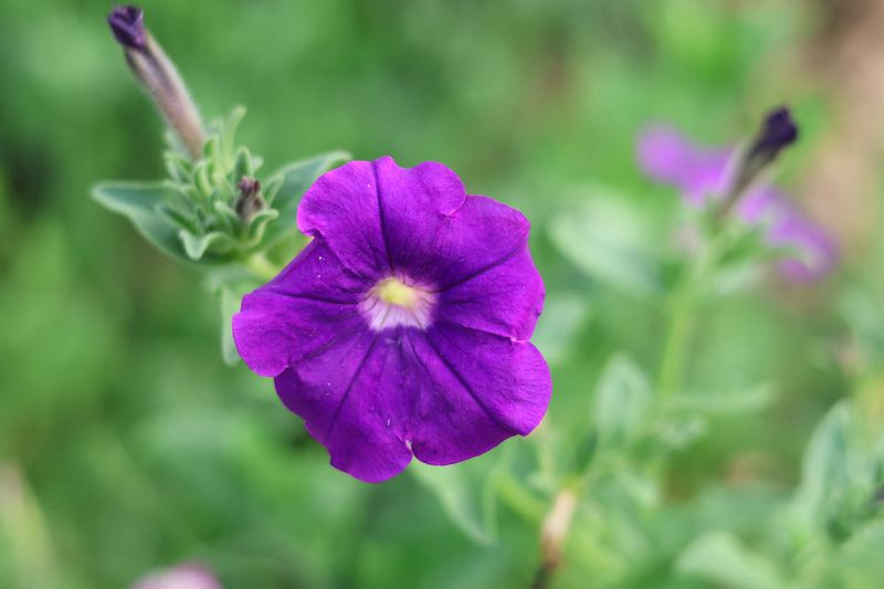Petunias Scatter Seed When Spent Blooms Stay Put