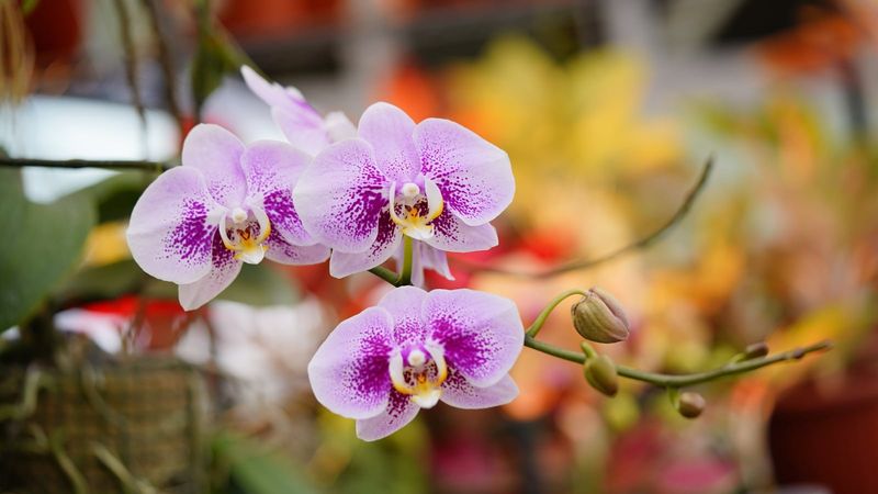 Phalaenopsis Needs Far Less Light Than Cattleyas And Vandas Phalaenopsis Needs Far Less Light Than Cattleyas And Vandas