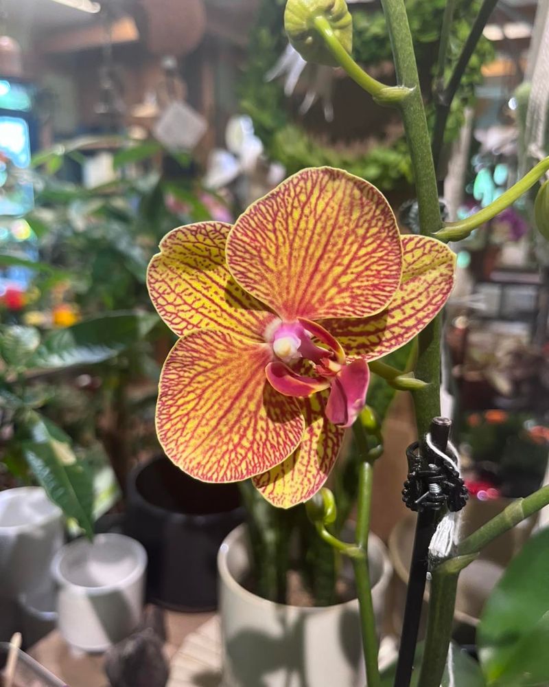 Phalaenopsis Orchid Phalaenopsis Orchid