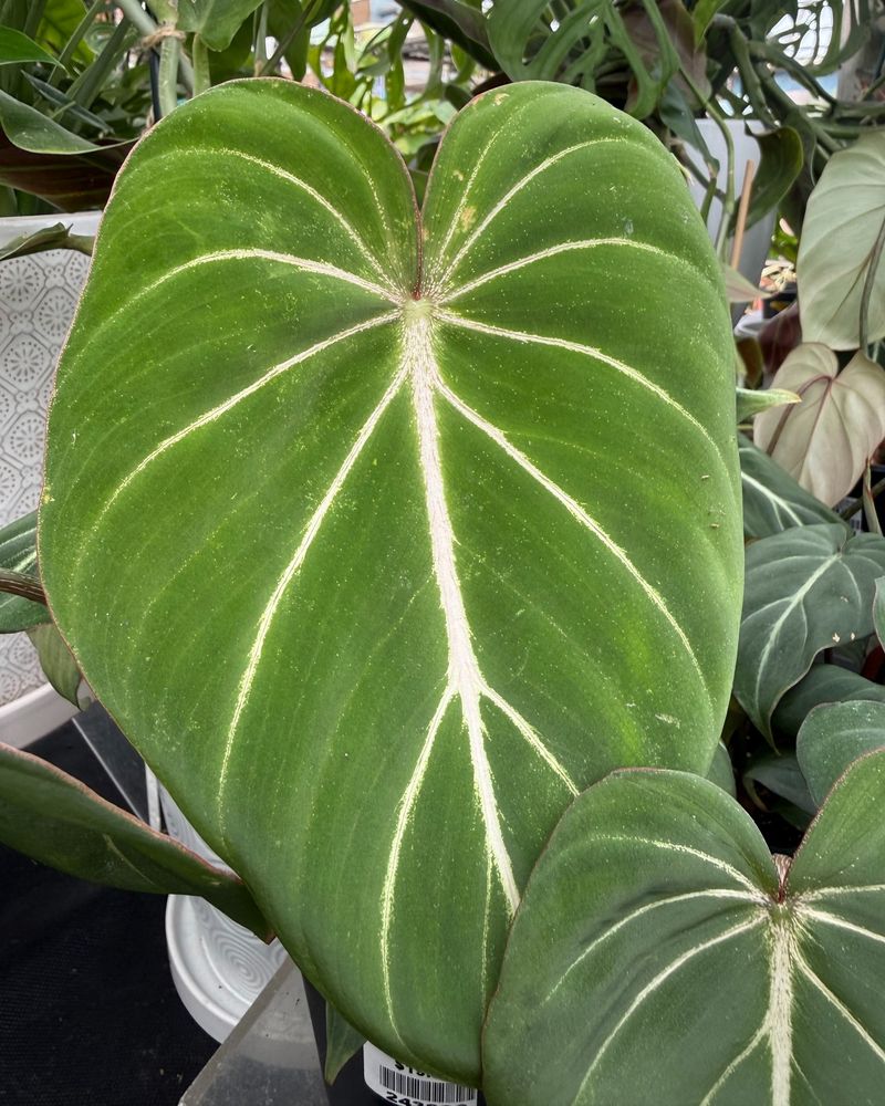 Philodendrons And Other Tropical Foliage Deserve A Closer Look