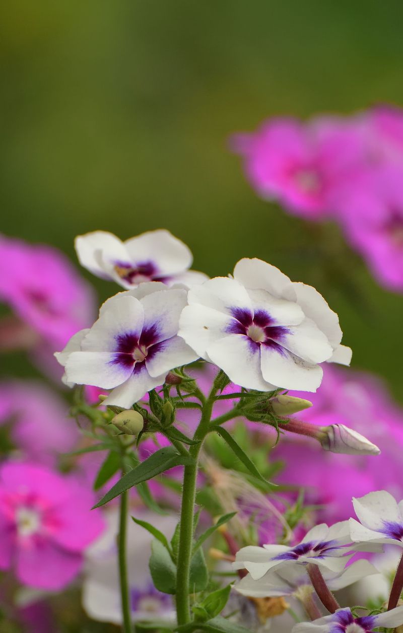 Phlox Produces A Second Flush When Cut Back Phlox Produces A Second Flush When Cut Back