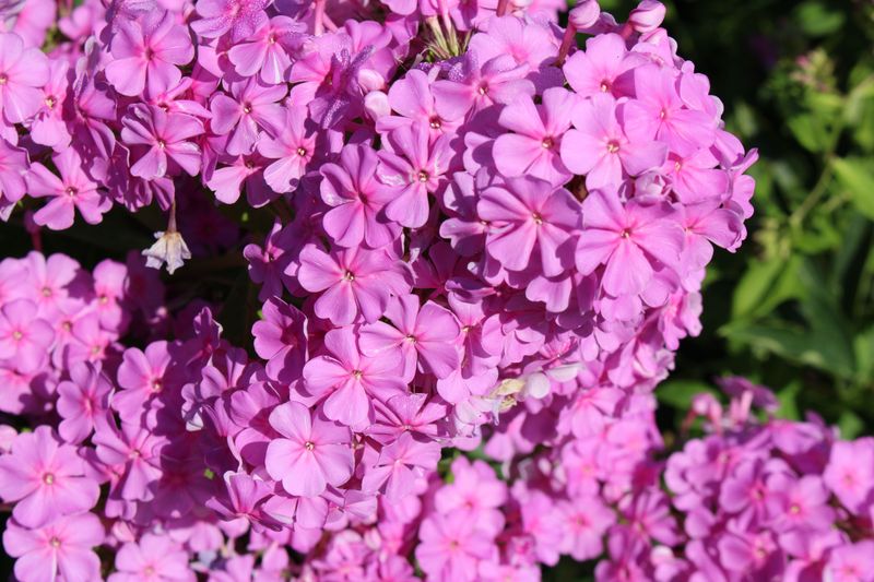 Phlox Phlox