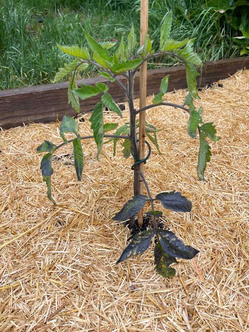 Phosphorus Deficiency Causes Leaf Discoloration Phosphorus Deficiency Causes Leaf Discoloration