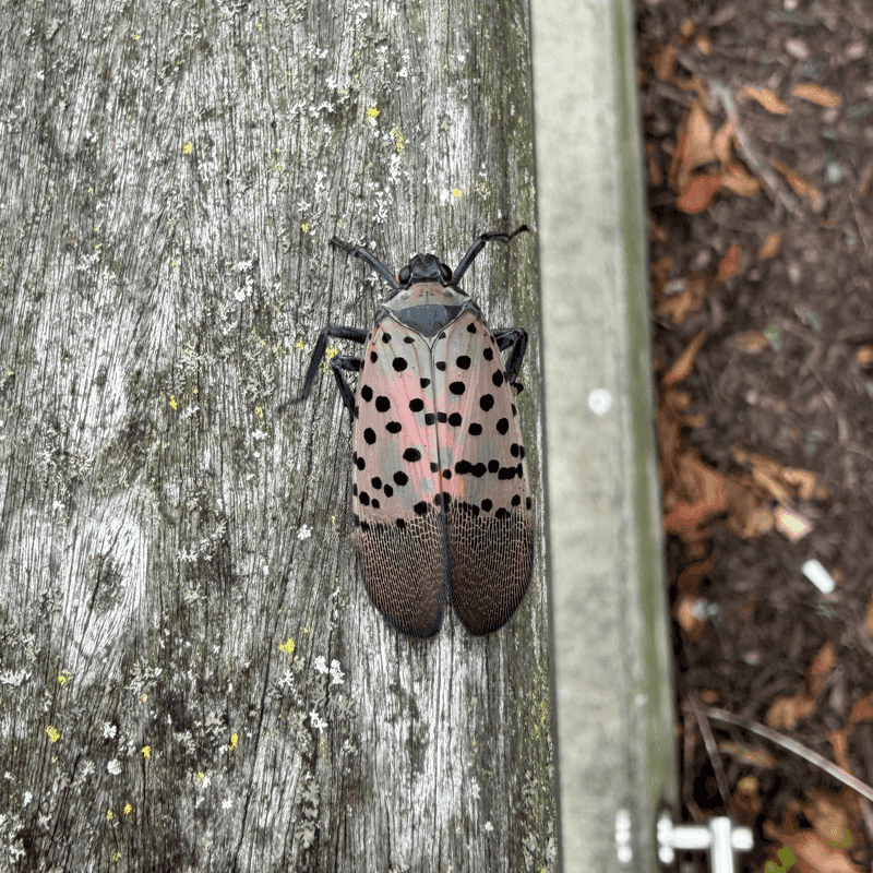 Photograph The Sighting Before It Moves Photograph The Sighting Before It Moves