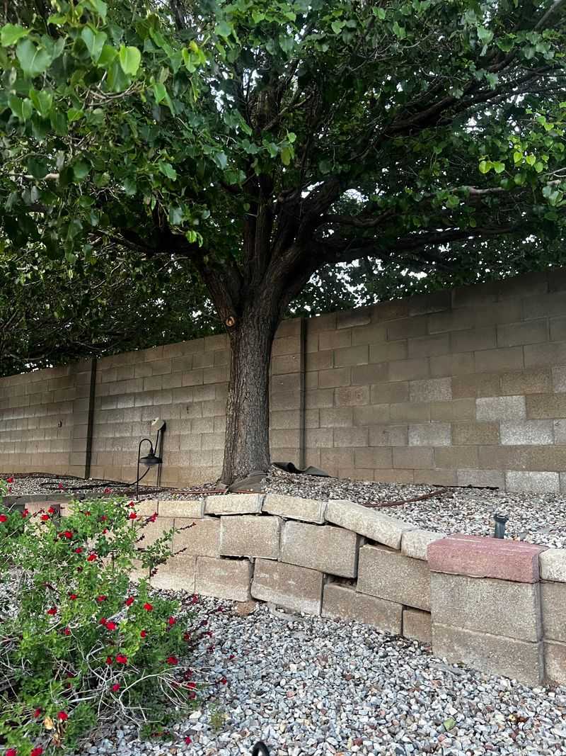 Photos And Arborist Reports Can Help Show What Happened Photos And Arborist Reports Can Help Show What Happened