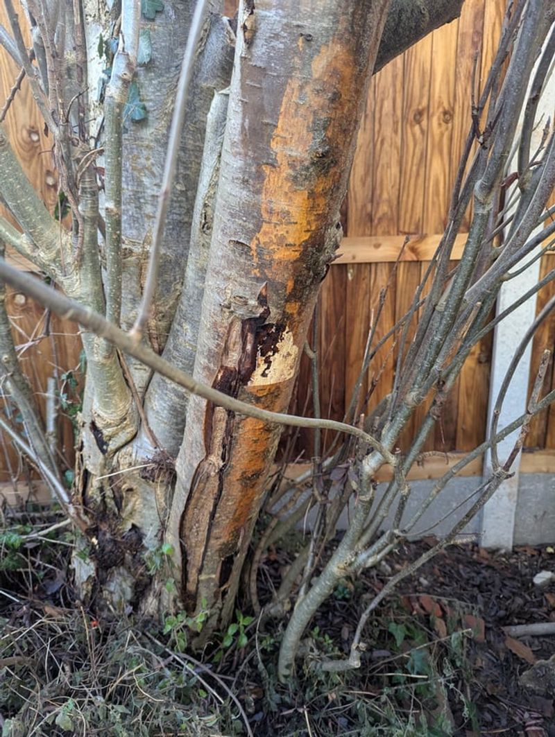 Photos Of Decay May Help Tell The Story