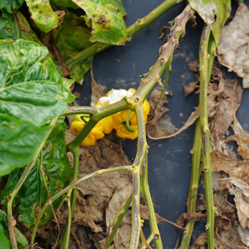 Phytophthora Blight May Be Starting