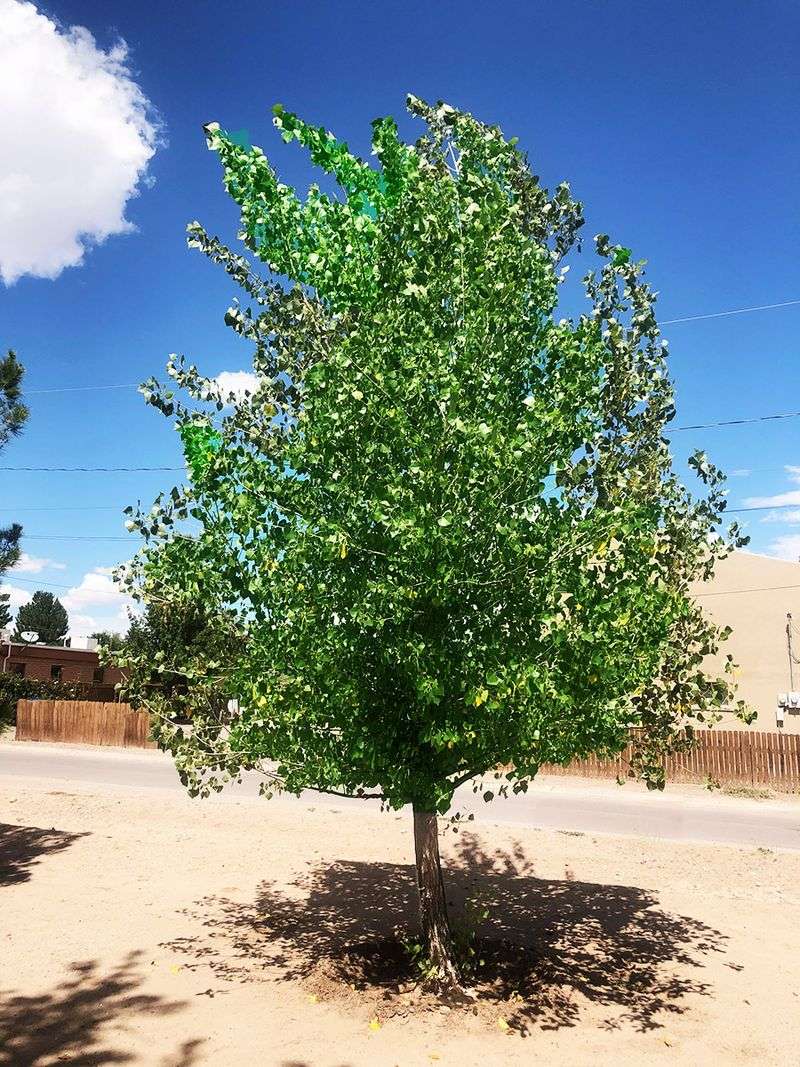 Pick A Spot With Enough Room For Growth