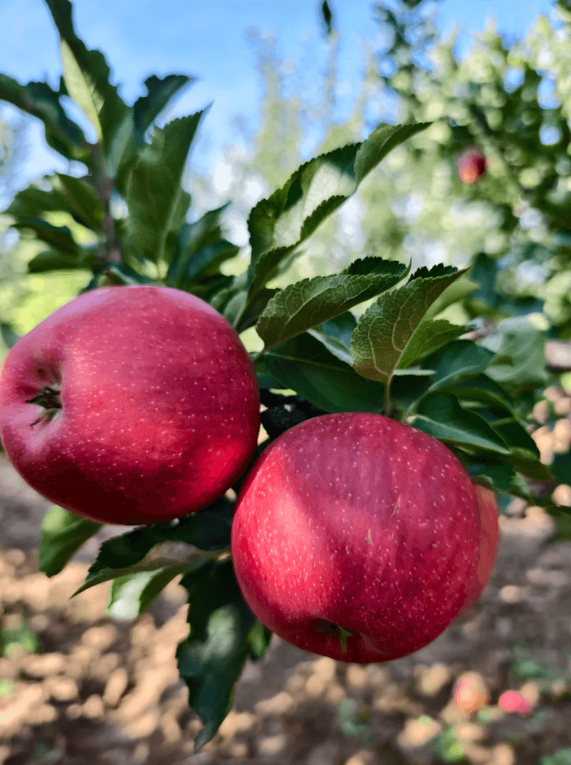 Pick Apples And Pears As They Reach Maturity