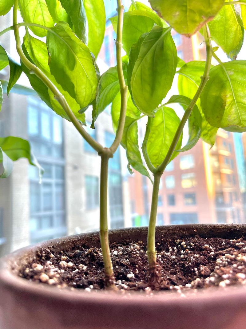 Pick Basil Before Flowering Lowers Leaf Quality Pick Basil Before Flowering Lowers Leaf Quality