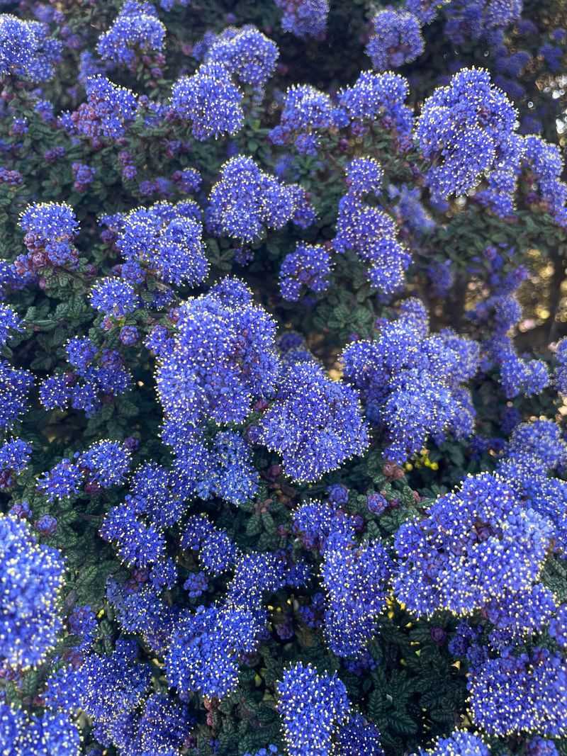Pick California Lilac For Spring Color