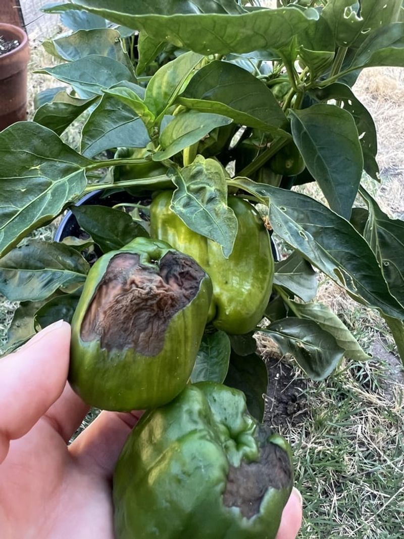 Pick Damaged Fruit First Pick Damaged Fruit First