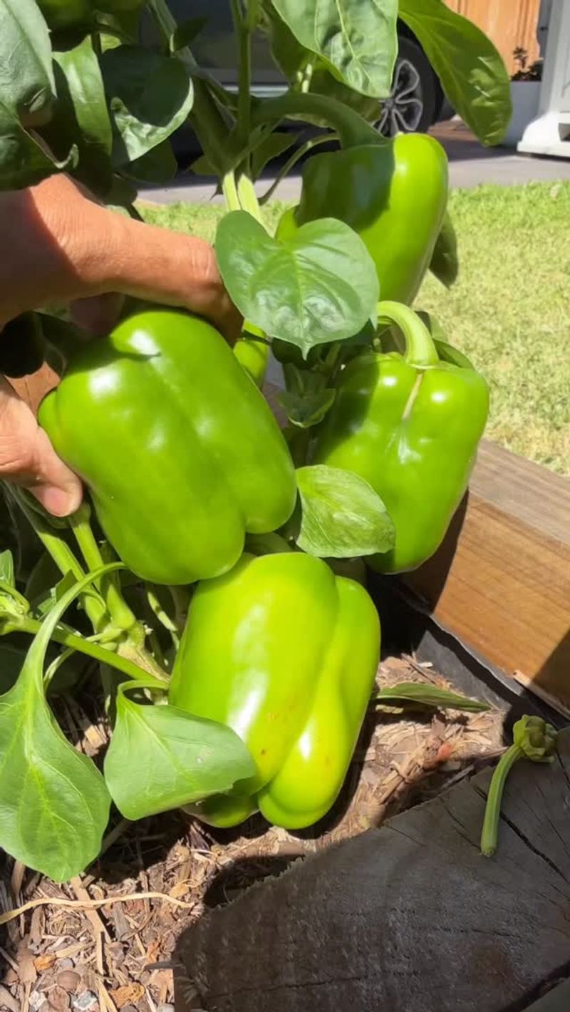 Pick Green Peppers When Full Sized Pick Green Peppers When Full Sized
