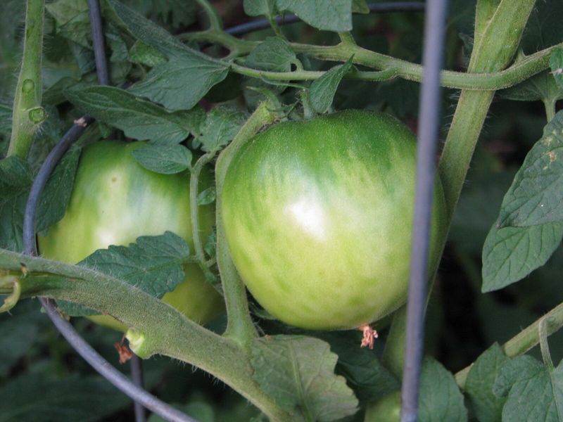 Pick Mature-Green Tomatoes First