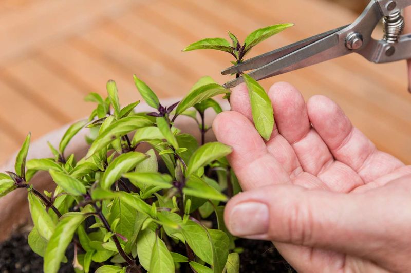 Pick Plenty Of Leaves While They Still Look Good