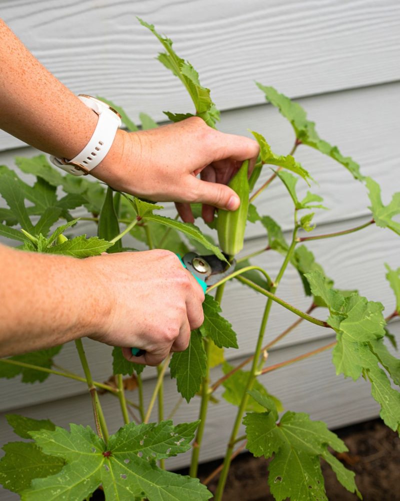 Pick Pods While They Are Still Tender Pick Pods While They Are Still Tender