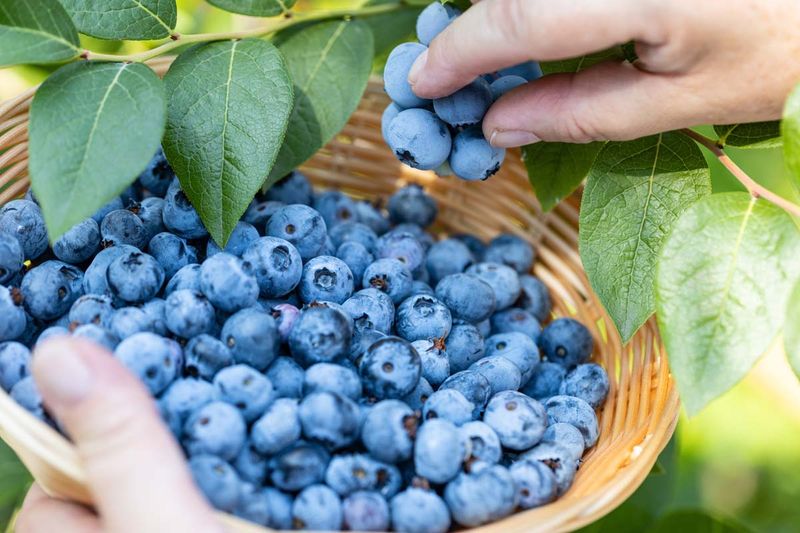 Pick Ripe Berries On A Regular Schedule