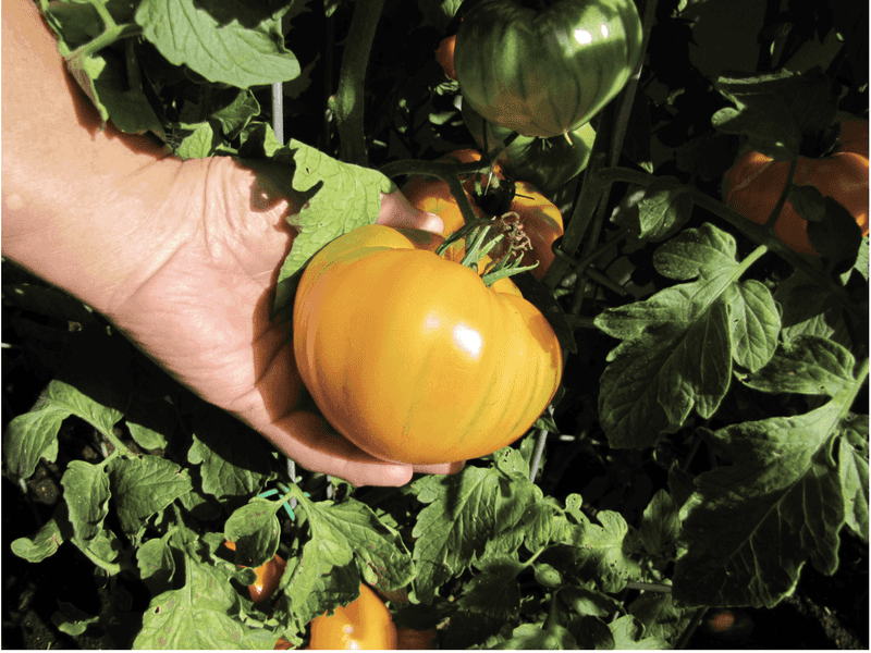 Pick Ripe Fruit Often To Keep Plants Producing