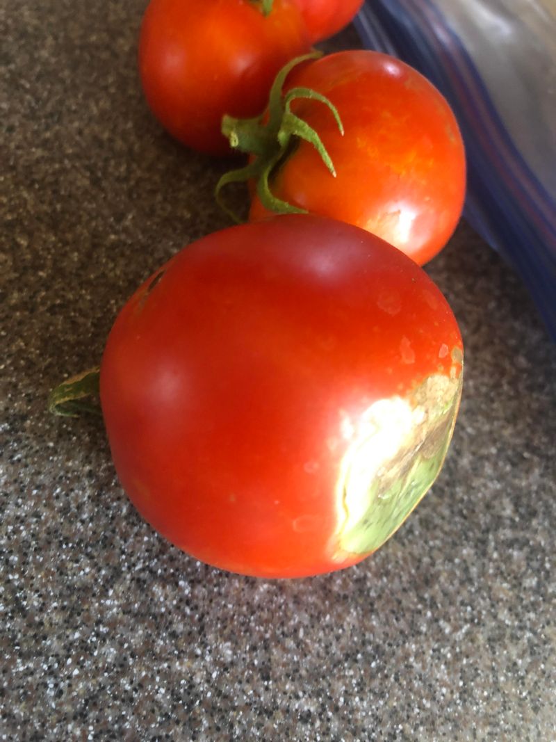 Pick Ripe Tomatoes Before The Next Storm