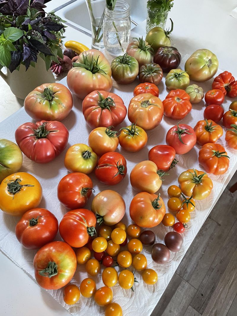 Pick Tomatoes At The Breaker Stage