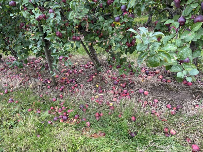 Pick Up Fallen Fruit Before Pests Find It Pick Up Fallen Fruit Before Pests Find It