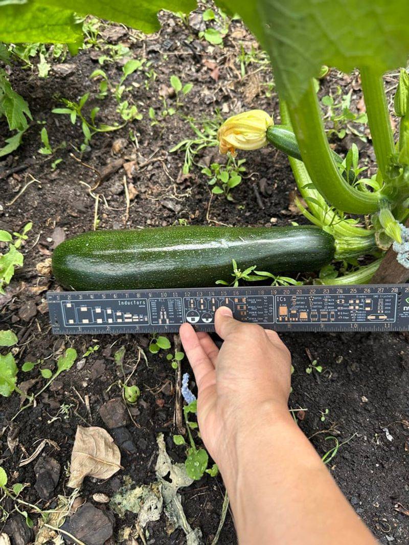 Pick Zucchini Before They Turn Into Baseball Bats