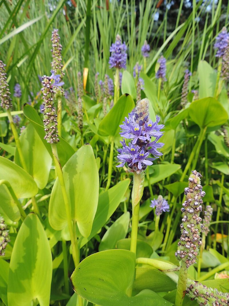 Pickerelweed Provides Perches For Adult Dragonflies Pickerelweed Provides Perches For Adult Dragonflies