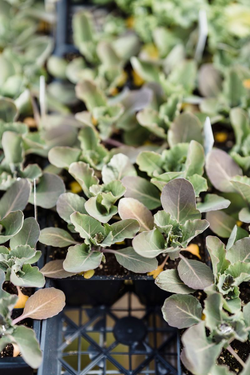 Picking Healthy Seedlings At The Nursery