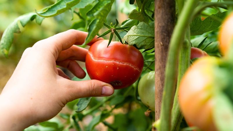 Picking Nearly Ripe Fruit Before A Big Drink