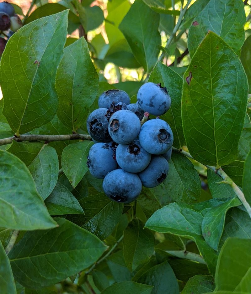 Picking The Wrong Blueberry Picking The Wrong Blueberry