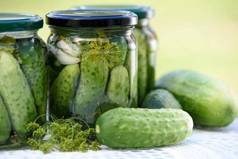 Pickling Cucumbers Are Ready Long Before They Look Full Grown Pickling Cucumbers Are Ready Long Before They Look Full Grown