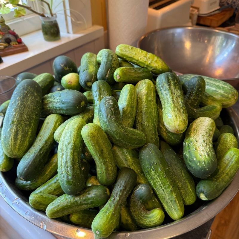 Pickling Cucumbers Need Daily Attention Pickling Cucumbers Need Daily Attention