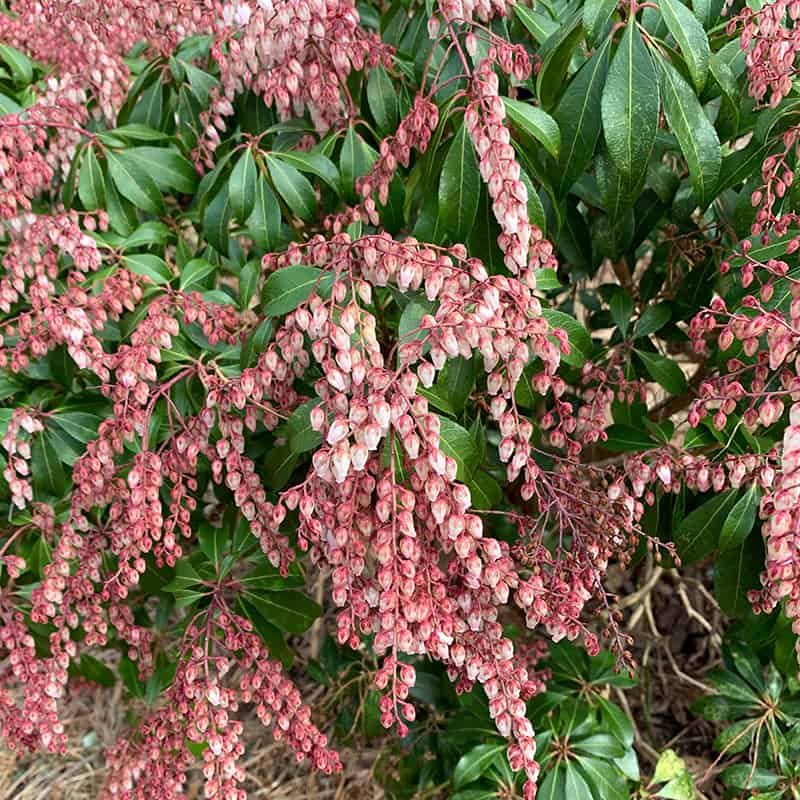 Pieris Is Better Shaped Earlier Rather Than In Peak Heat Pieris Is Better Shaped Earlier Rather Than In Peak Heat
