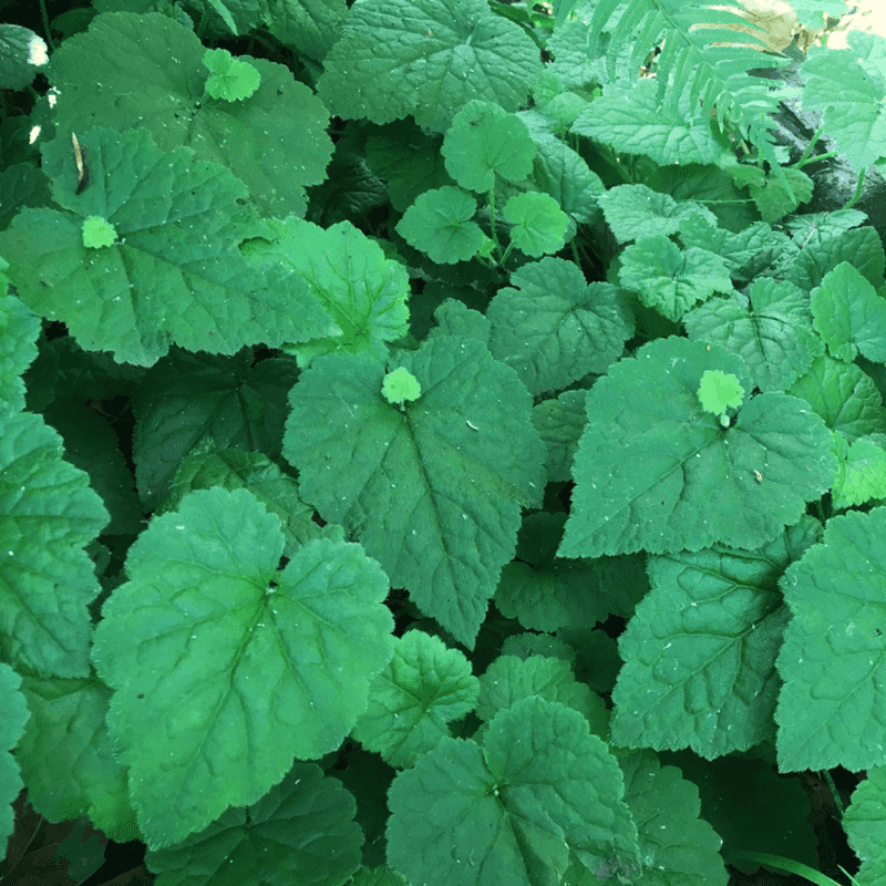 Piggyback Plant Makes A Lush Flowering Ground Layer Piggyback Plant Makes A Lush Flowering Ground Layer