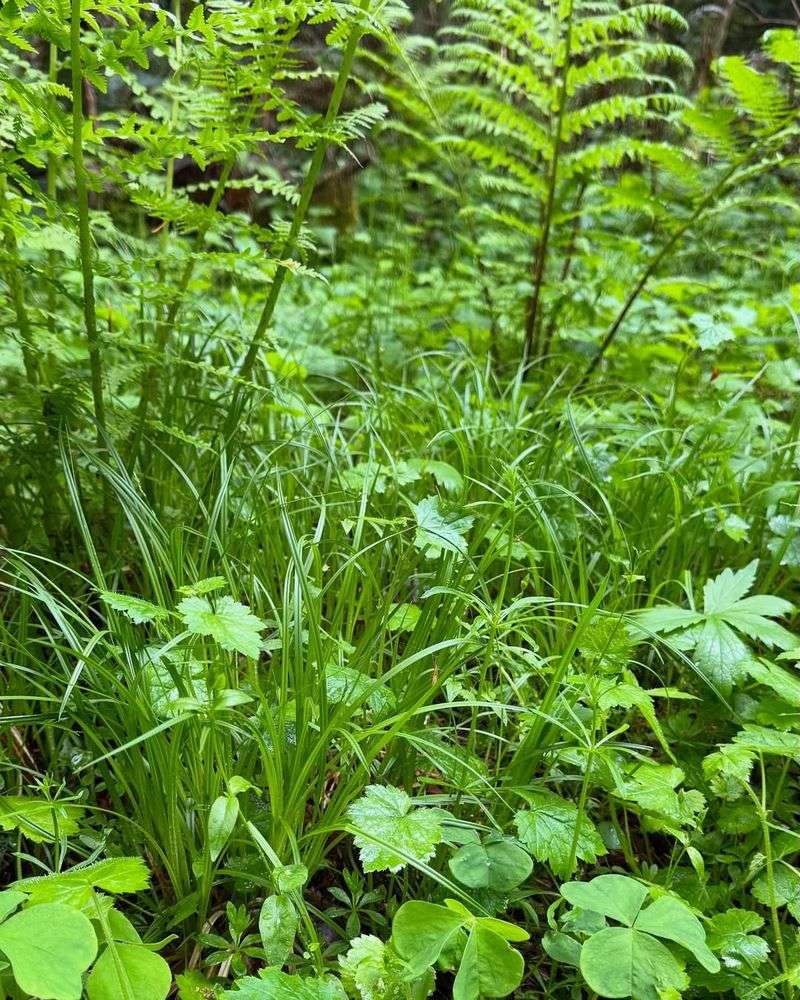 Piggyback Plant Piling On The Leafy Texture Piggyback Plant Piling On The Leafy Texture