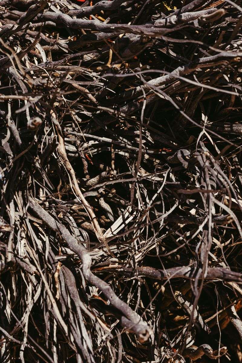 Piled Debris Shelters Black Widows Piled Debris Shelters Black Widows