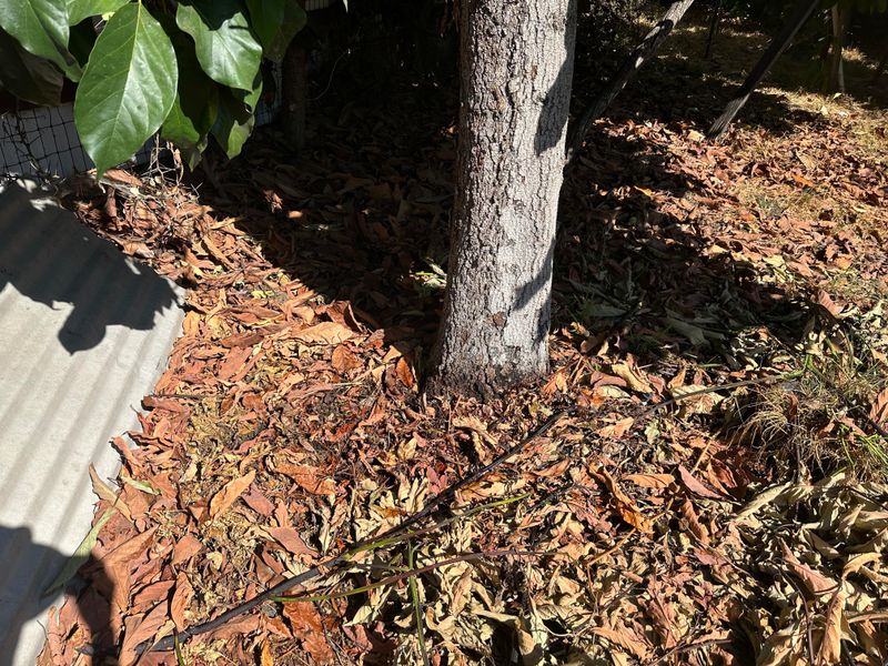 Piling Mulch Against The Trunk Can Cause Bark Rot Piling Mulch Against The Trunk Can Cause Bark Rot