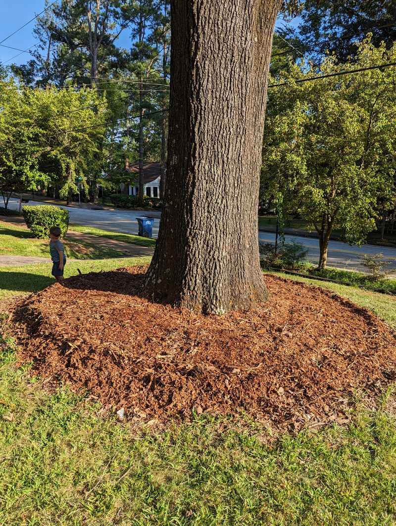 Piling Mulch On Way Too Thick Piling Mulch On Way Too Thick
