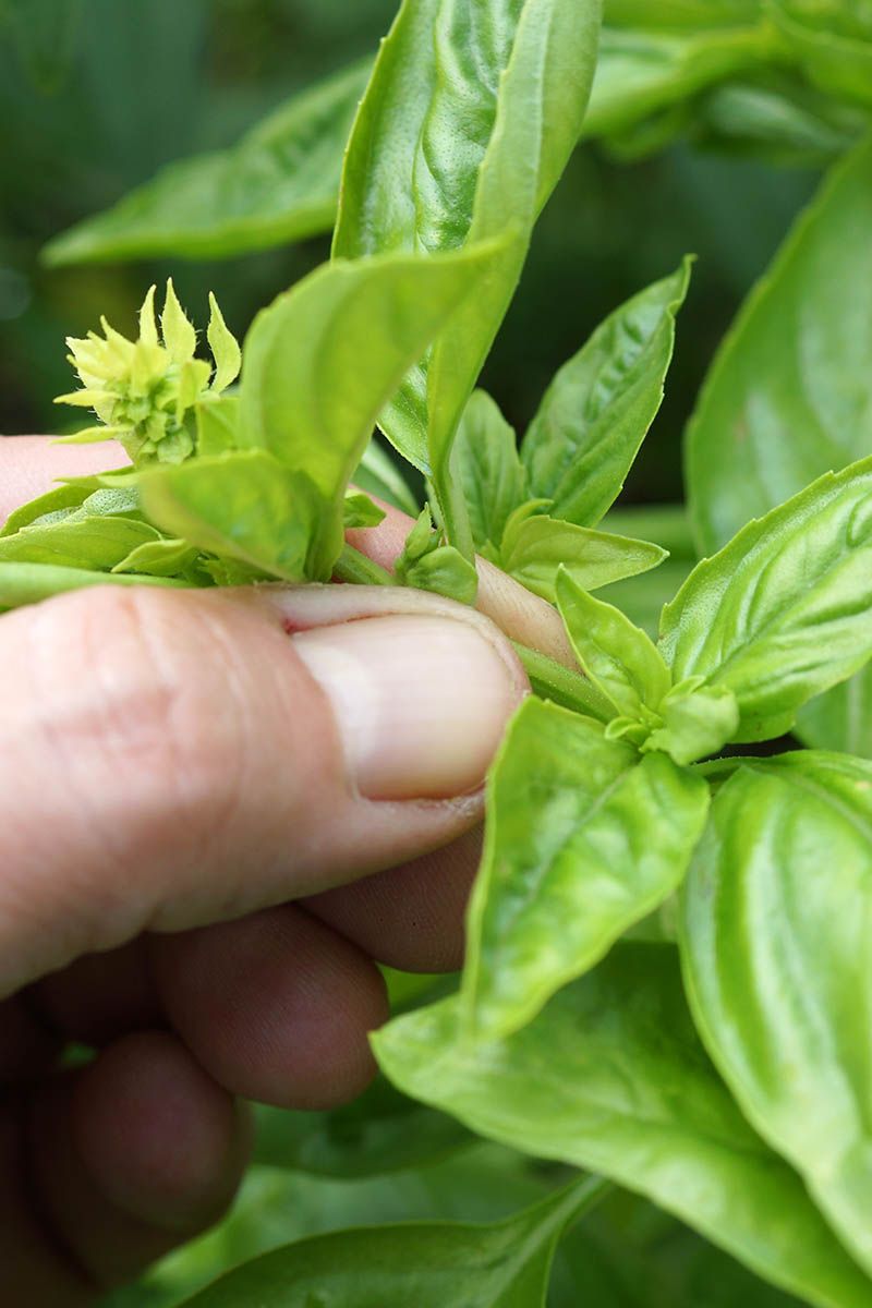 Pinch Flower Buds Before They Fully Open Pinch Flower Buds Before They Fully Open