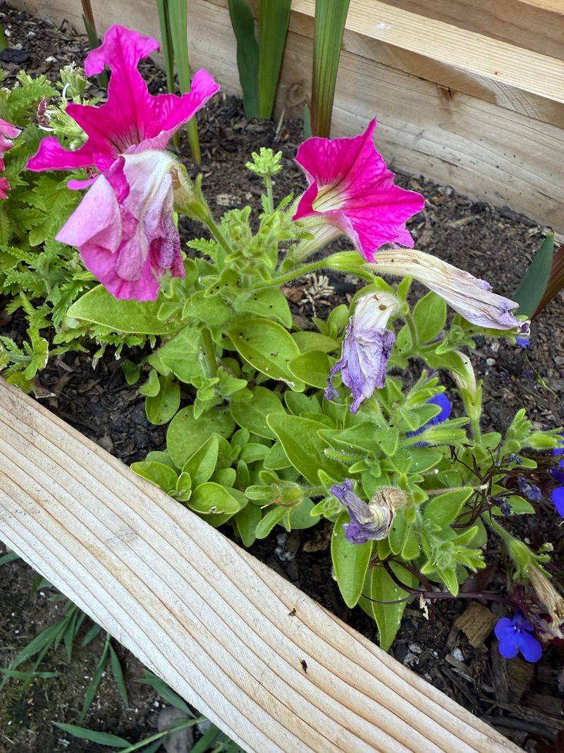 Pinch Growing Tips Regularly Pinch Growing Tips Regularly