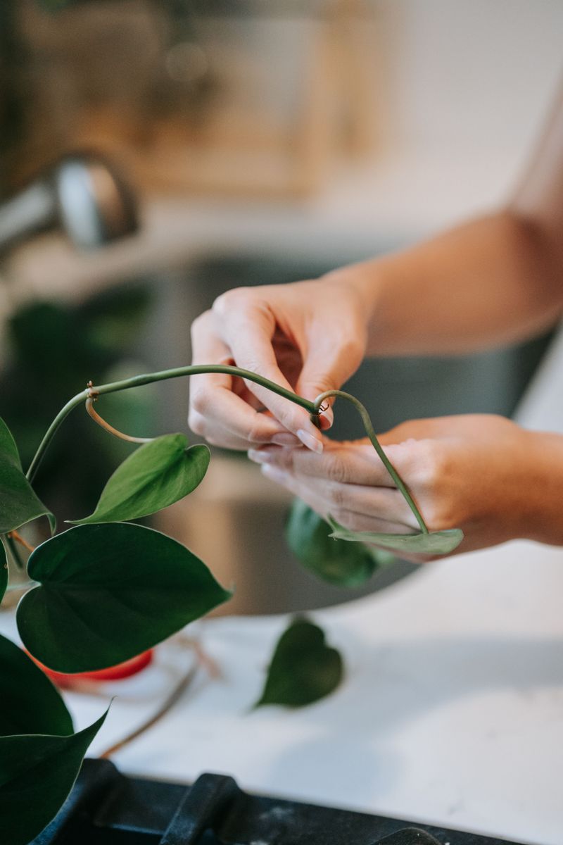 Pinch New Growth Tips Regularly