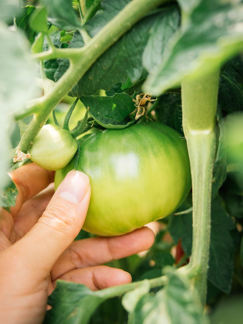 Pinch Off Tiny Late-Season Tomatoes