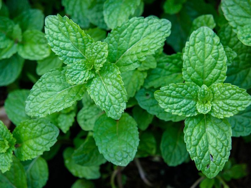 Pinch Peppermint Back Before It Gets Leggy