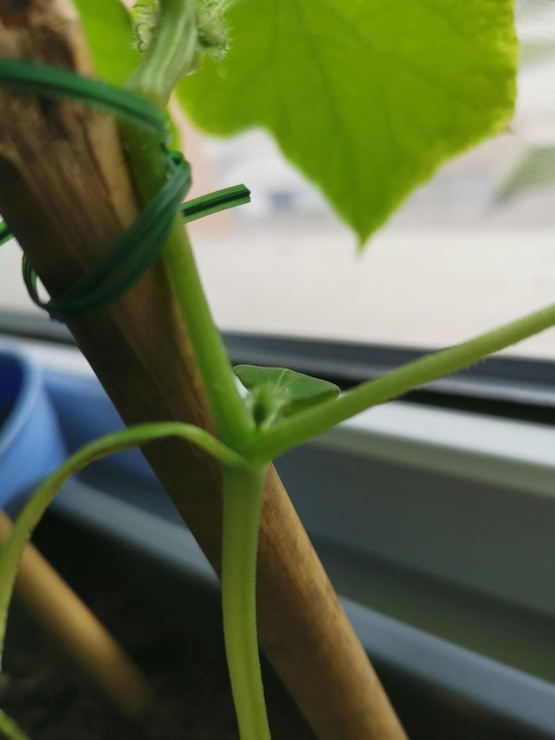 Pinch Side Shoots To Control Vine Spread